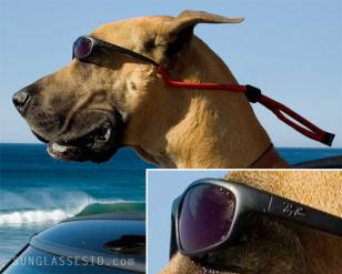 Marmaduke wears a pair of Ray-Ban 4115 sunglasses while cruising though Caiforni